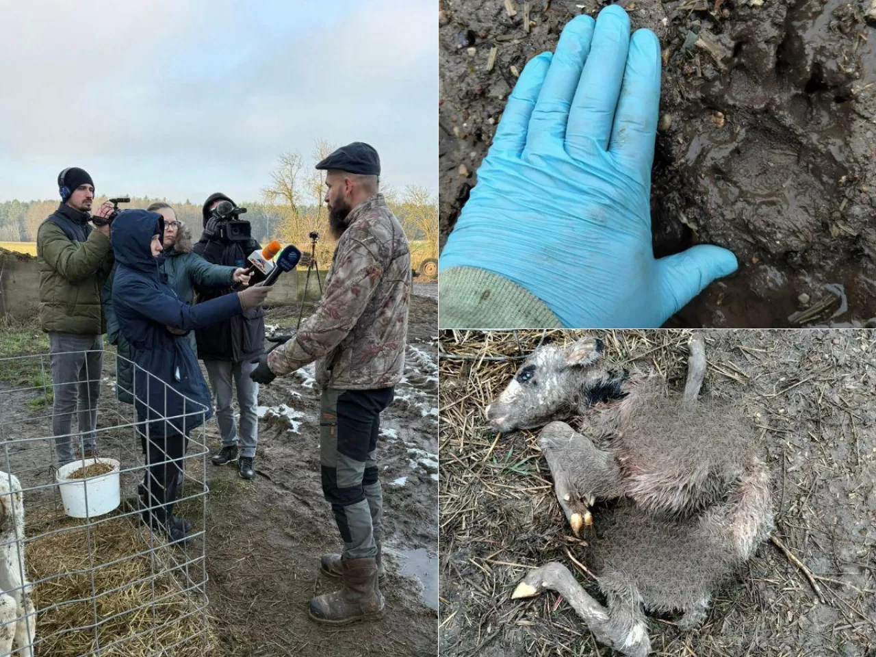 Atak wilków na zwierzęta w gospodarstwie rolnika z Podlasia