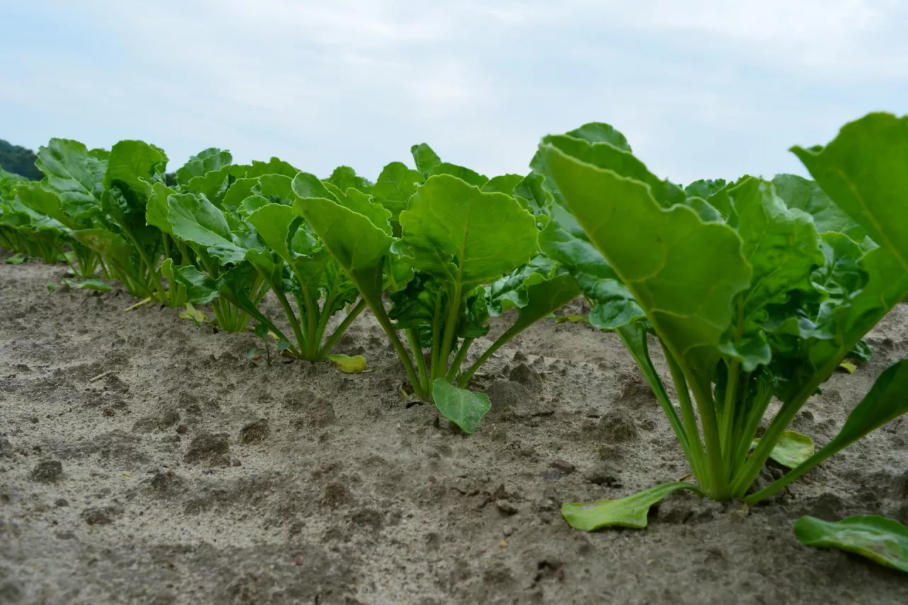 Oby długo nie było potrzeby zwalczania wektora nowych chorób (szroniec zajączek), ale w rejestrze ma na niego rejestrację 7 insektycydów na bazie acetamiprydu. Zgodnie z rejestracją, te środki należy stosować po zaobserwowaniu szkodnika od początku zakrywania międzyrzędzi do fazy, gdy korzeń osiąga wymaganą wielkość do zbioru, z zachowaniem okresu karencji