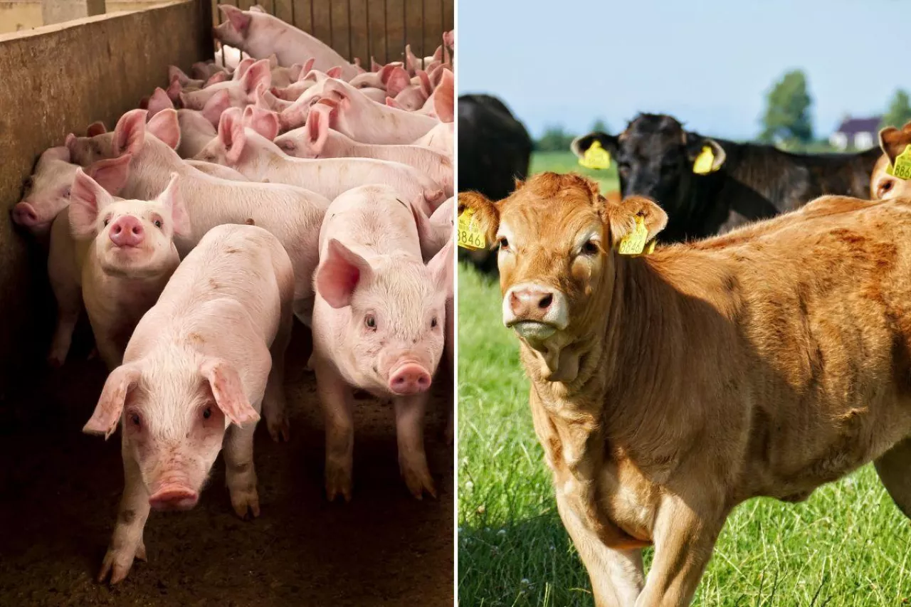 Ceny bydła i świń