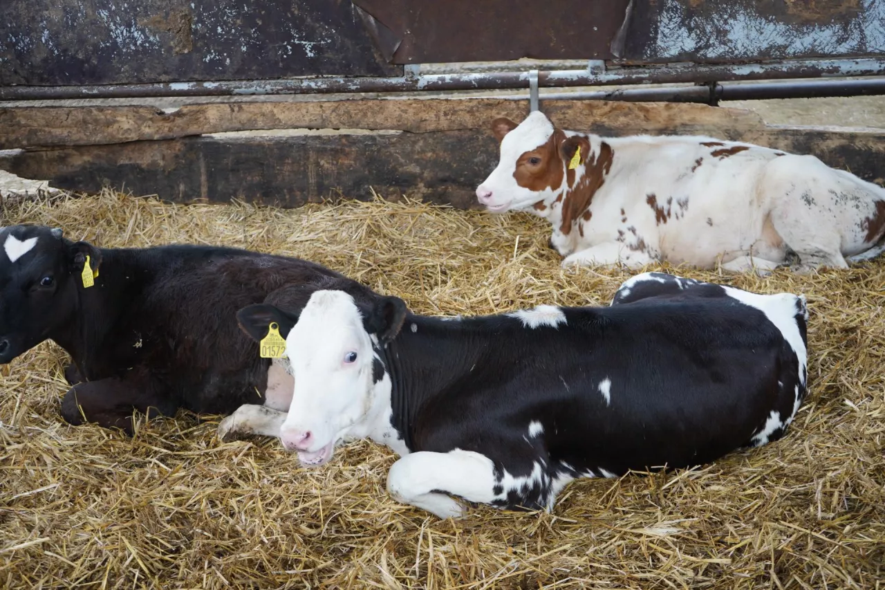 jałówki leżące na  słomie
