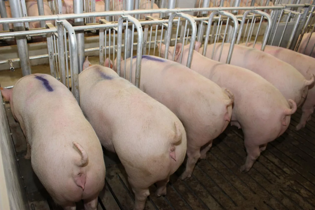 sektor rozrodu loszki