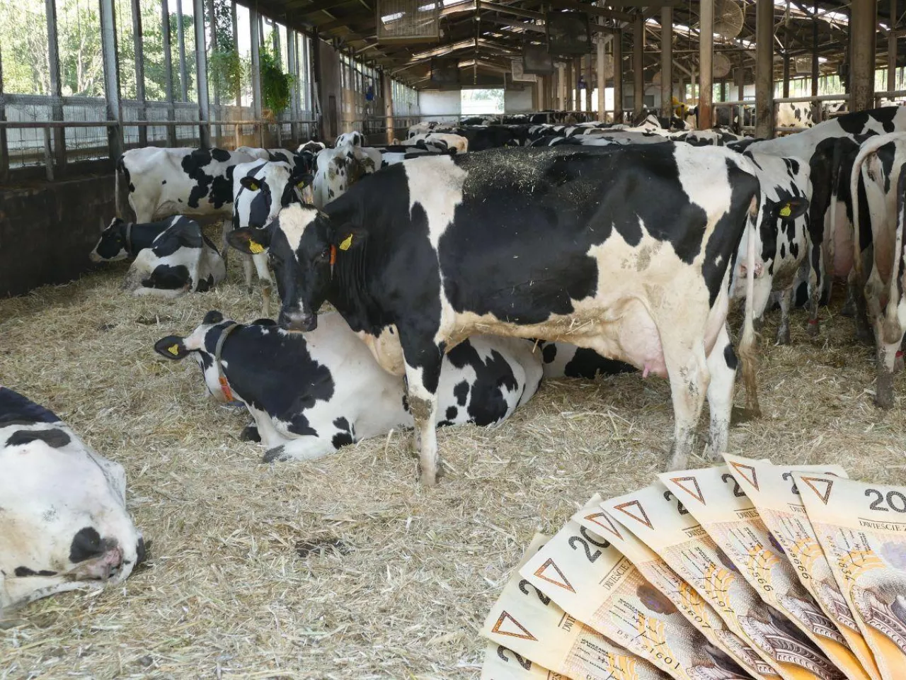 Co kryje się za spadkiem cen mleka w skupie? 