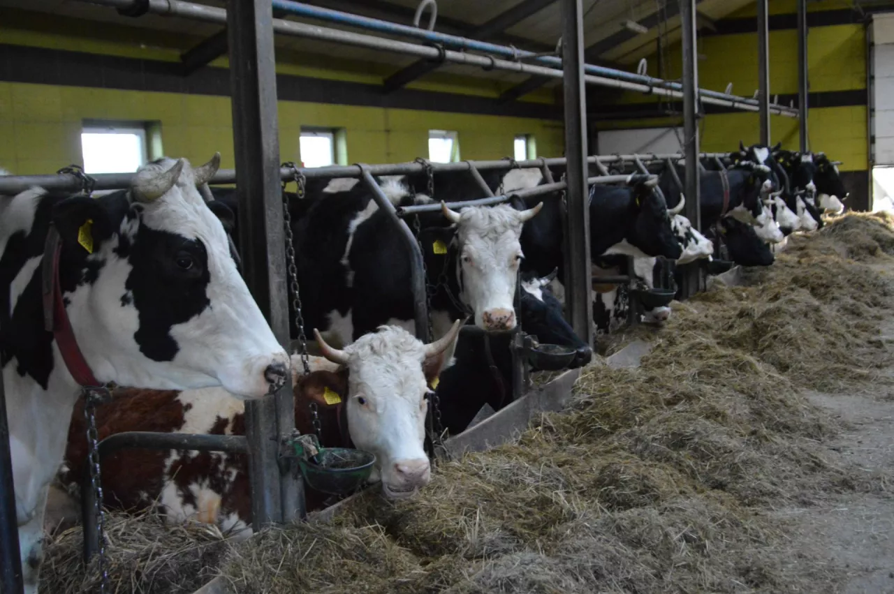 Badania wykazały, że krowy z niższą temperaturą końcówki ogona mają zazwyczaj więcej problemów zdrowotnych.