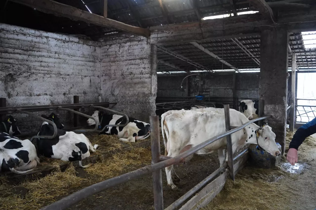 Stado produkcyjne utrzymywane jest w dwóch budynkach: zaadaptowanej dla jego potrzeb dawnej stodoły z przybudówką oraz....