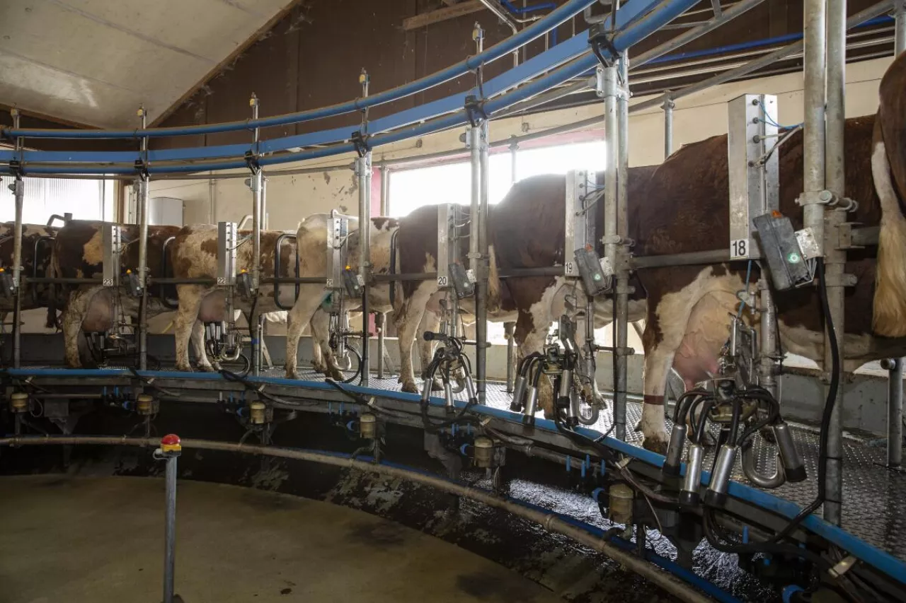 Krowy na platformie karuzelowej podczas zmechanizowanego doju. Zdjęcie przedstawia współczesną produkcję mleka w dużym gospodarstwie, wykorzystującym automatyczne systemy udojowe.