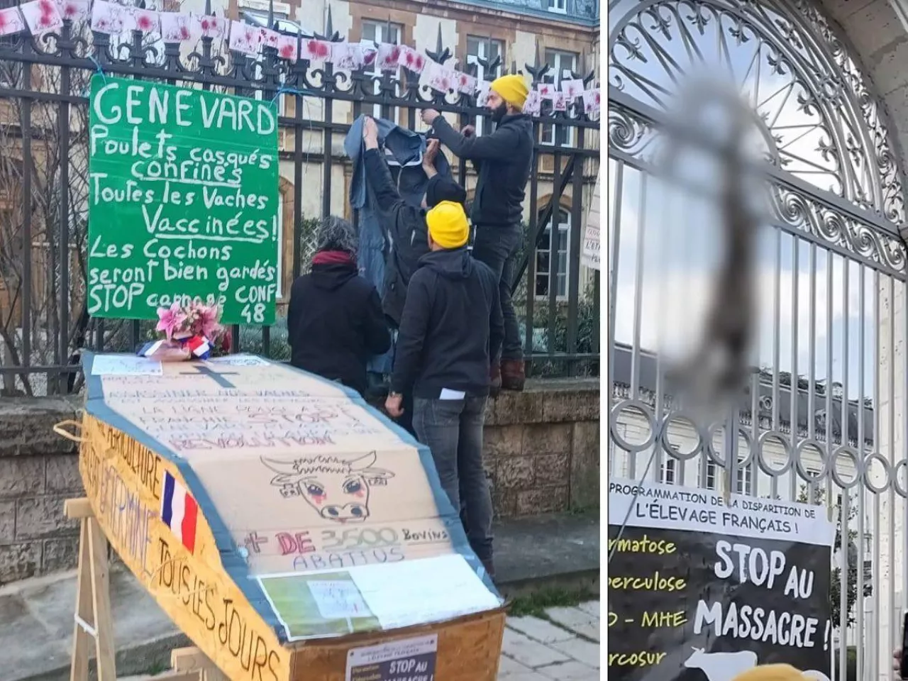 Rolnicy protestują przeciwko wybijaniu bydła