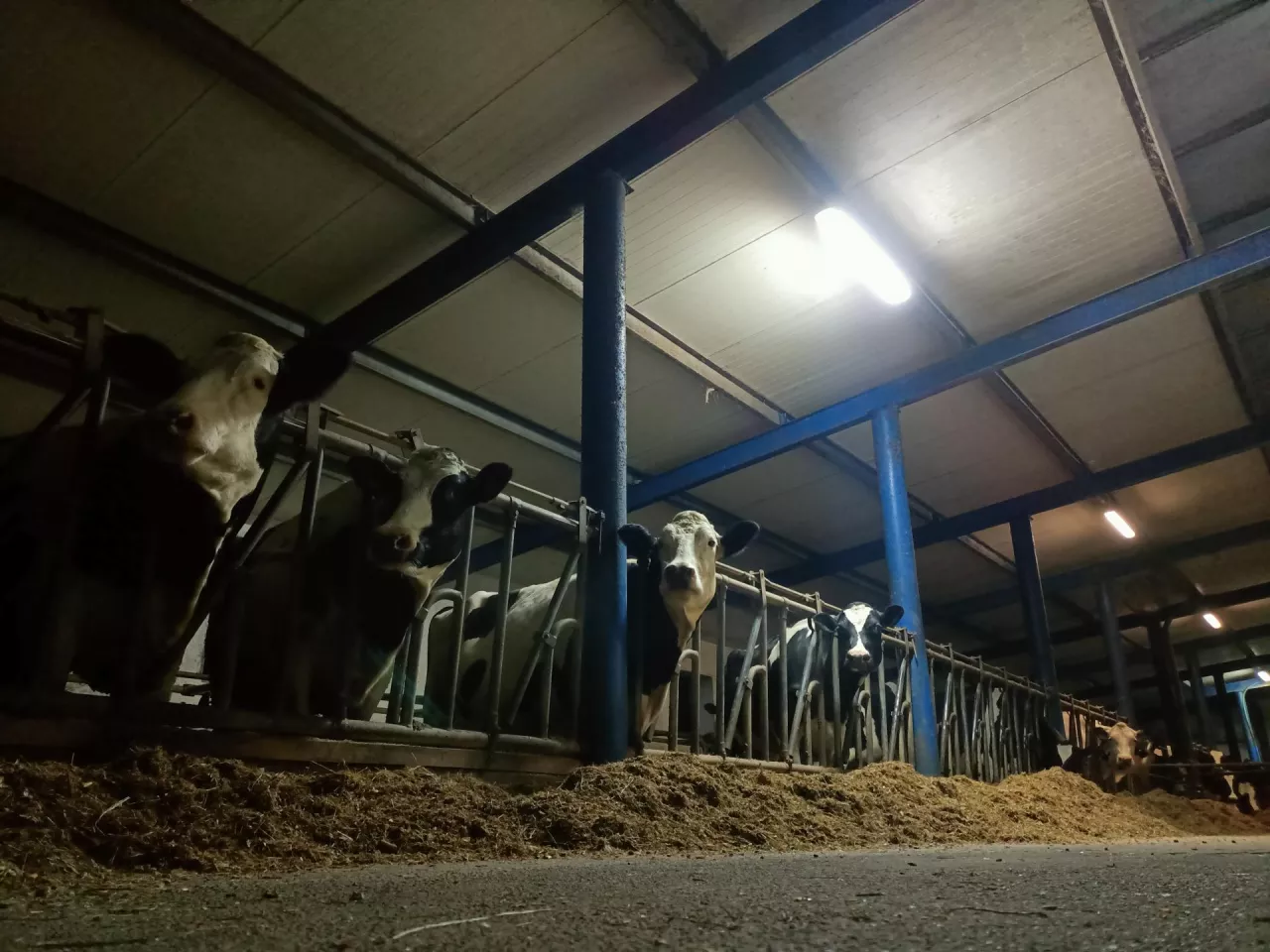 Krótki dzień zimą zmusza hodowców do sztucznego doświetlania obory w celu utrzymania 16 godzin światła w ciągu doby. Dlaczego to tak istotne?