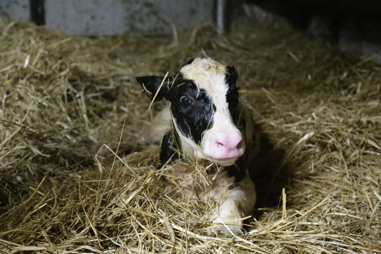 Jak szybko „ruszyć” cielę po urodzeniu? Ten składnik robi największą różnicę