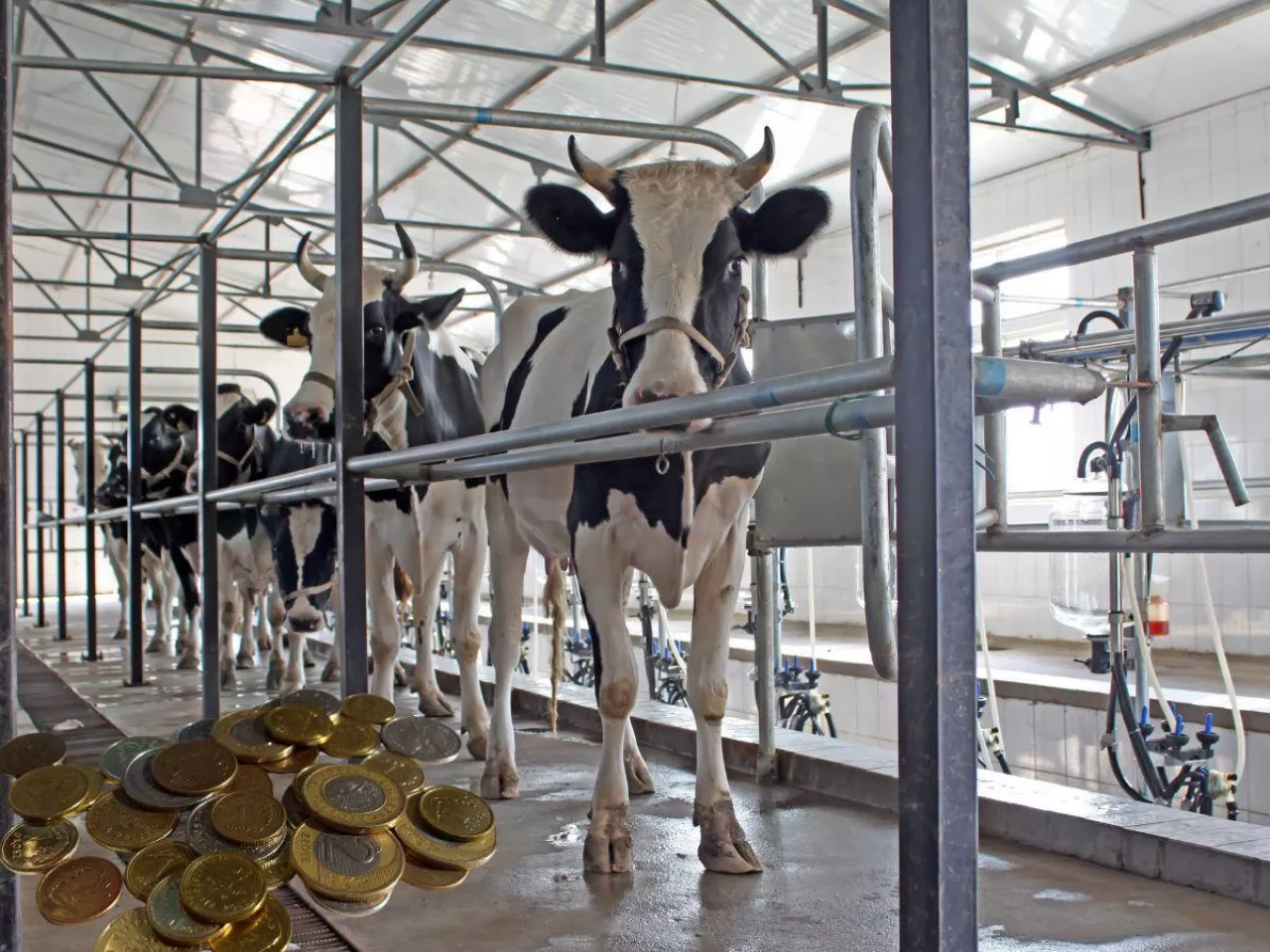 Mleko pod dużą presją. Ceny spadają, regulacje niepokoją rolników