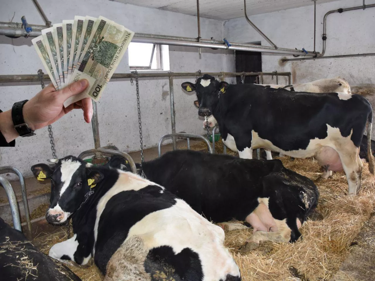 krowy w oborze, banknoty polskie po lewej u góry