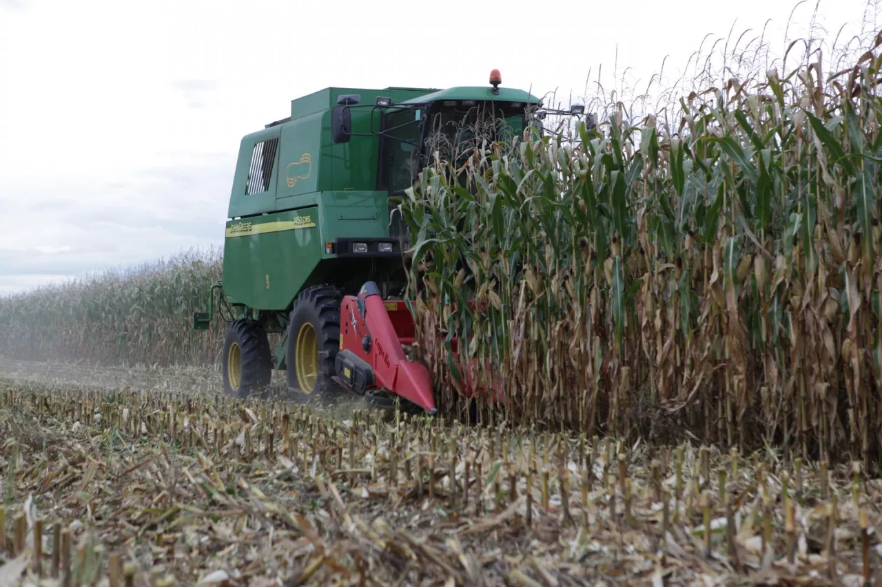 kukurydza, zbiory kukuydzy