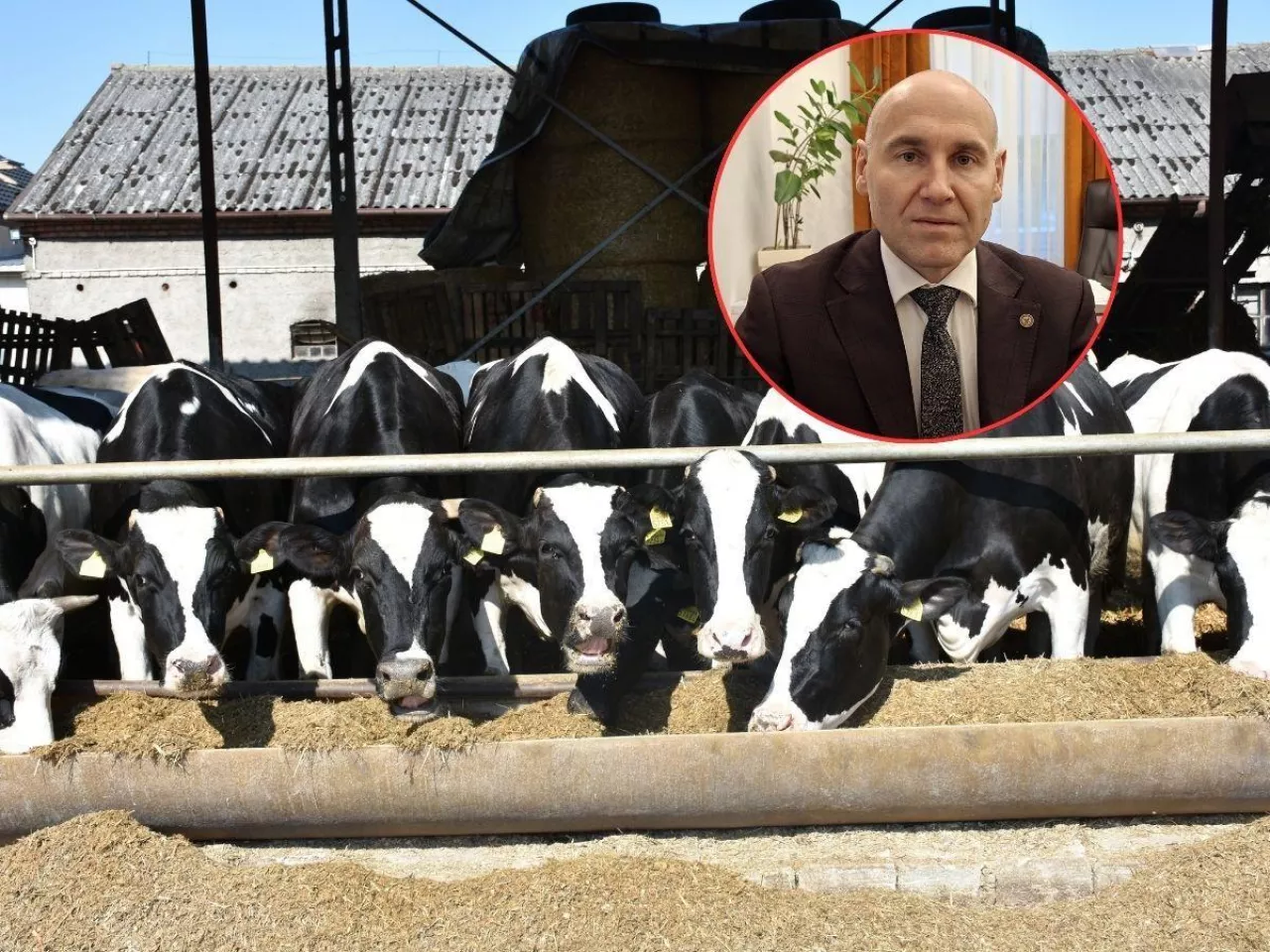 Prof. Marcin Gołębiewski z SGGW pokaże, jak mądrze zagospodarować cielęta i krowy mleczne, by zamienić je w pieniądz z dobrej jakości wołowiny.