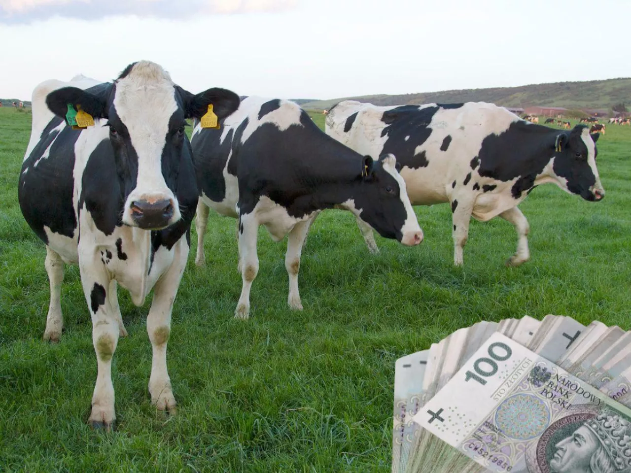 Ceny mleka w styczniu 2026