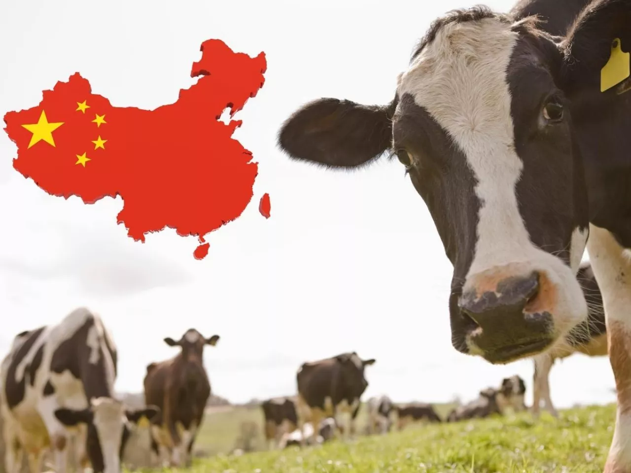 Dopłaty do mleka made in China 