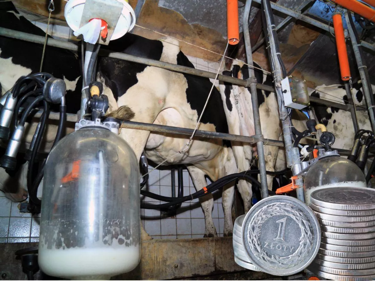 Mleko po 1,35 zł/l… z dowozem z Francji