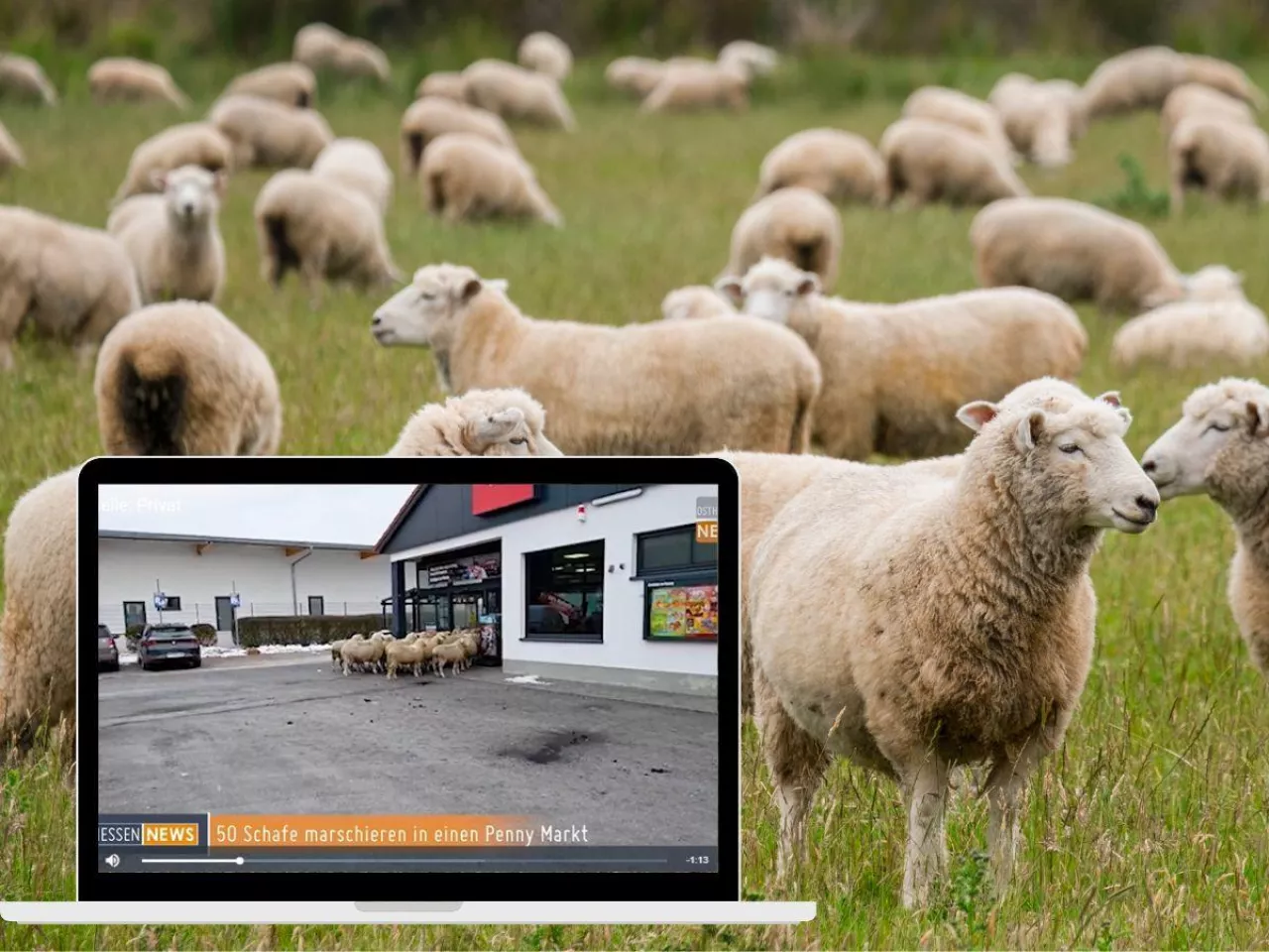 Owce weszły do supermarketu w Niemczech