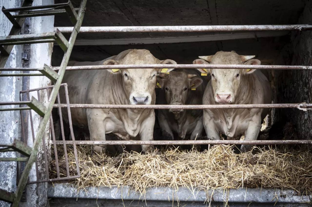 bydlo miesne, charolaise, zywienie na sucho