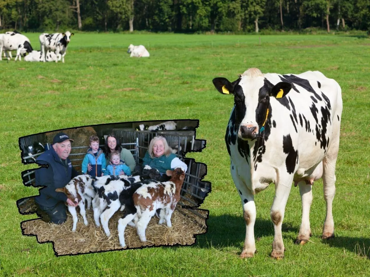 Weterynarz nie wierzył własnym oczom. Krowa urodziła pięcioraczki