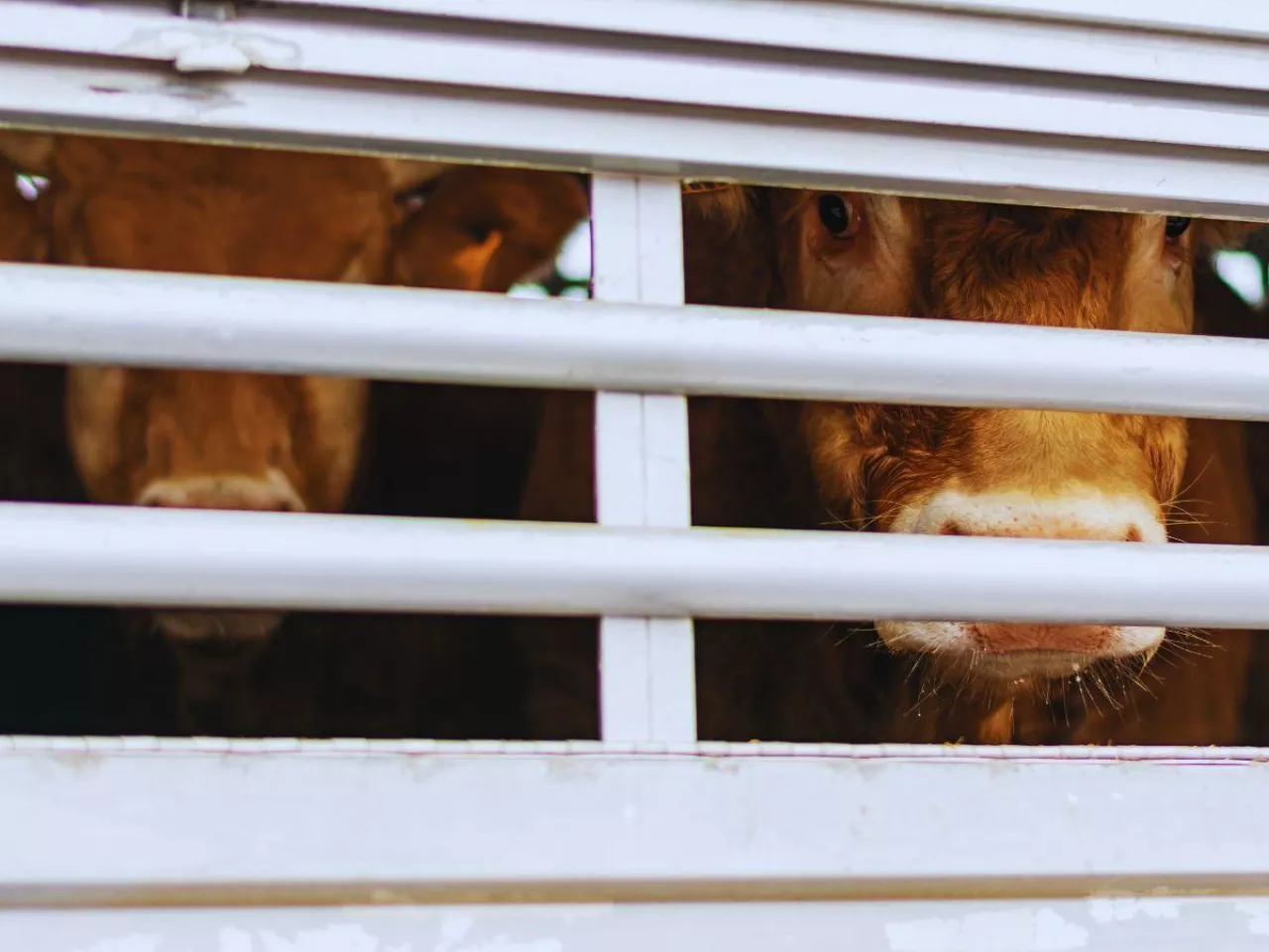 Kiedy wolno wozić cielęta i krowy? Najważniejsze zasady transportu