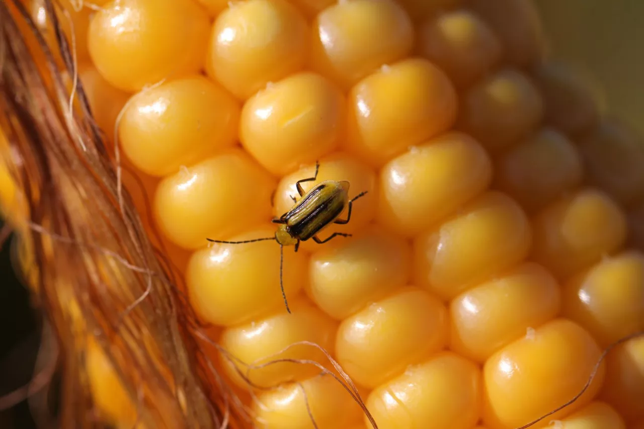 Stonka kukurydziana chrząszcz na kolbie