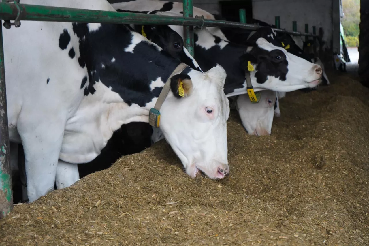 Krowy rasy mlecznej pobierają paszę w oborze