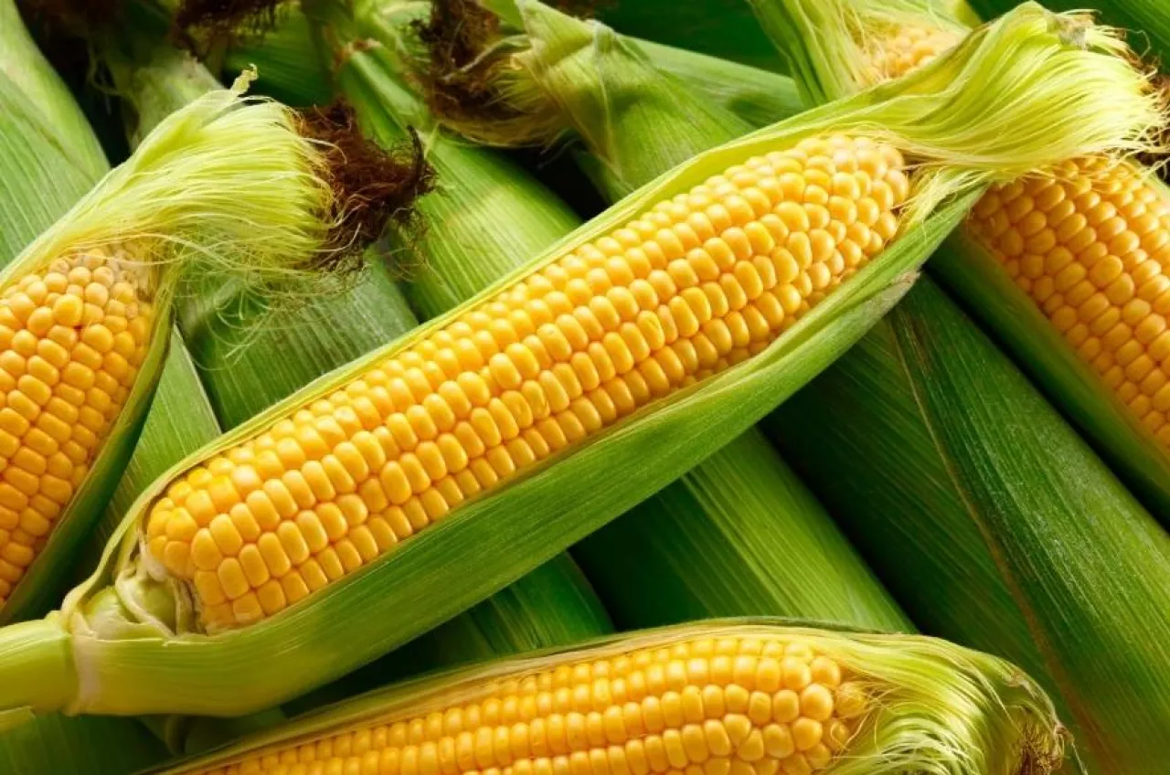 kukurydza uprawy GMO