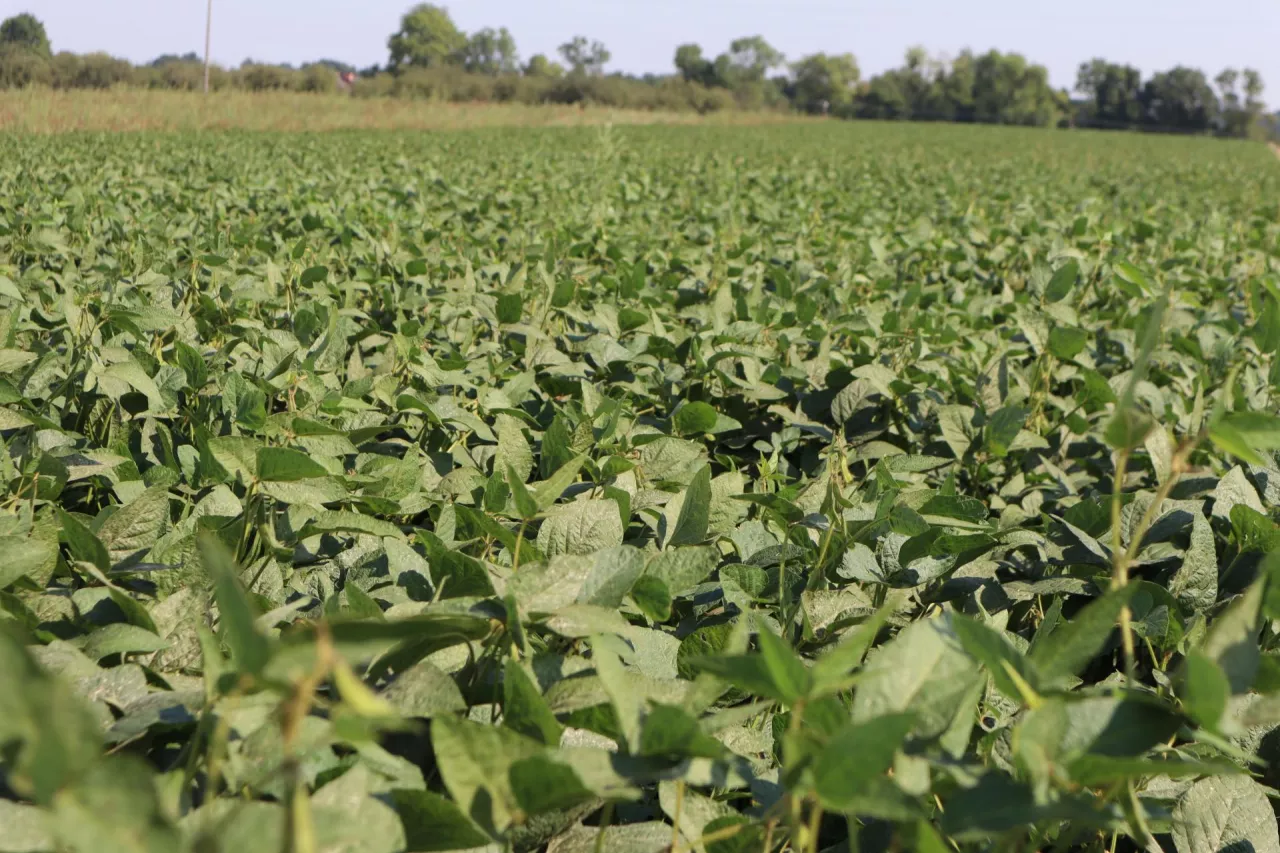 Odmiana Abelina z firmy Saatbau jest zalecana do uprawy w całej Polsce z wyjątkiem rejonów o najtrudniejszych warunkach termicznych	
