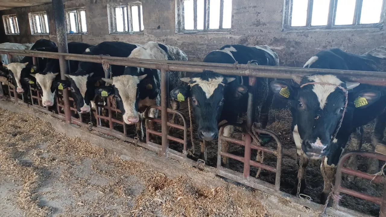 Bydło mleczne opasowe w oborze