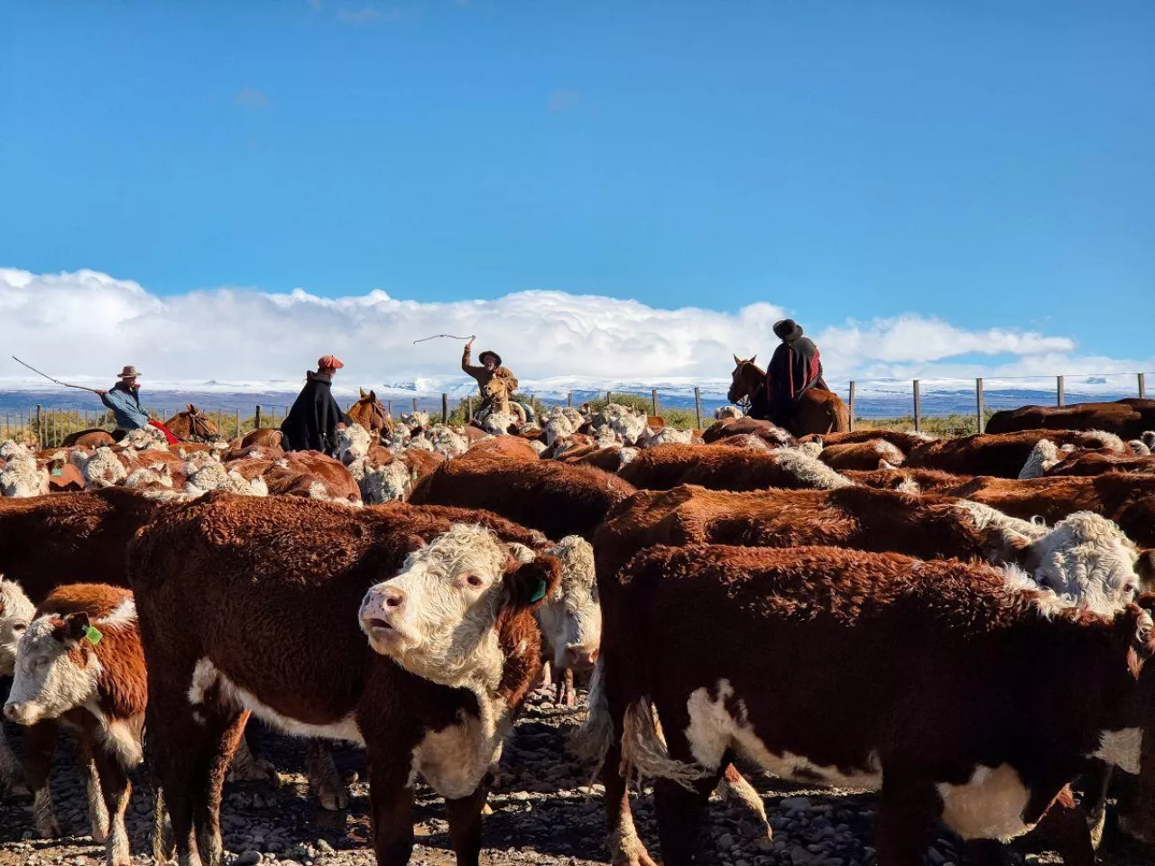 Gauchos zaganiają stado bydła w prowincji Neuquén w argentyńskiej Patagonii, w rejonie Kordyliery Andów. Region należy do ważnych obszarów produkcji wołowiny w kraju.
