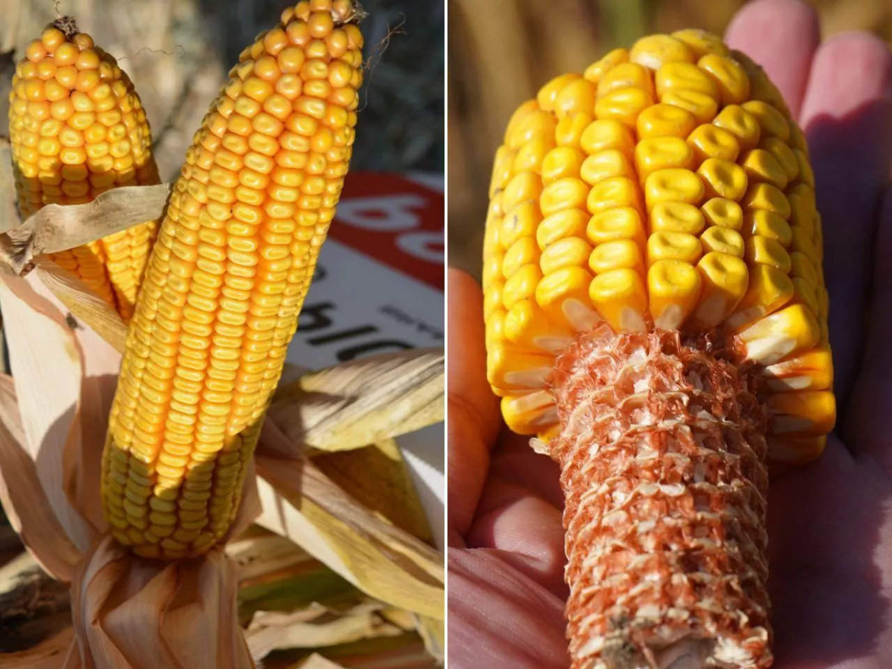 32 nowe odmiany kukurydzy w Polsce. Zobacz listę i FAO