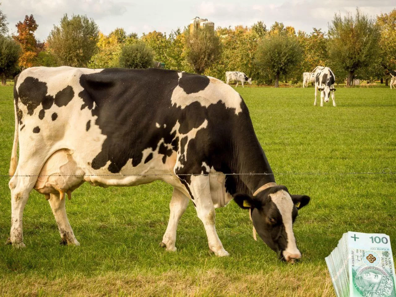 Krowa rasy mlecznej na wypasie. Na pierwszym planie w rogu widoczne banknoty polskie