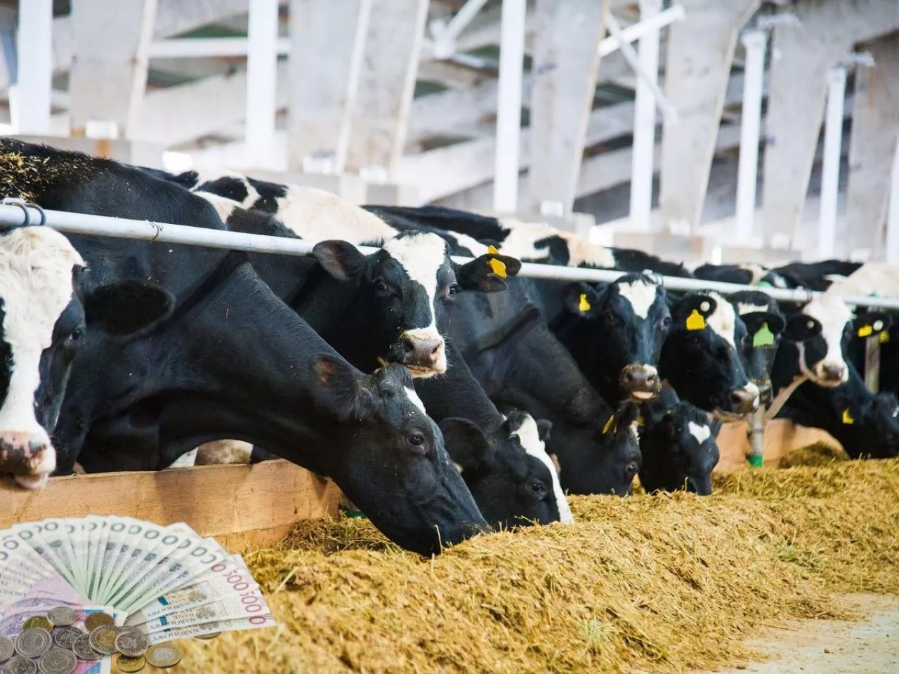 Ceny mleka w górę, ale krów będzie mniej. Co czeka rolników do 2035 r.?