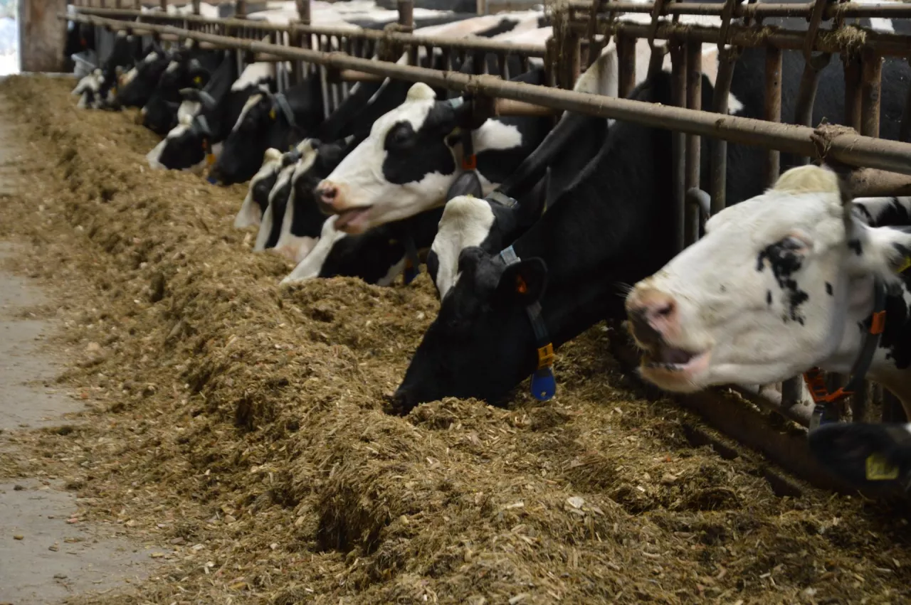 Inteligentne karmidło z Polski. Rolnik wie, która krowa, ile zjadła