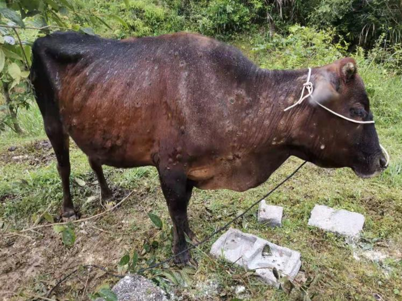 Bawoł, który ma objawy choroby guzowatej skóry ((Lumpy Skin Disease, LSD) w postaci guzków w okolicach szyi