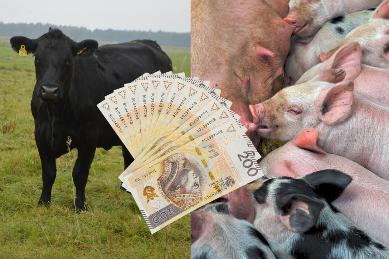 bydło, trzoda chlewna, banknoty polskie 