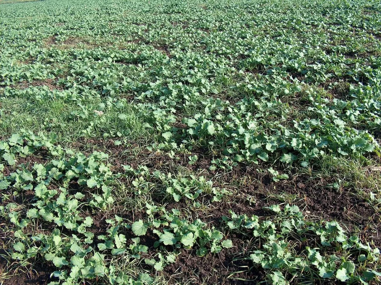 Zwalczanie samosiewów zbóż w rzepaku ozimym wiosną; Fot. T. Sekutowski