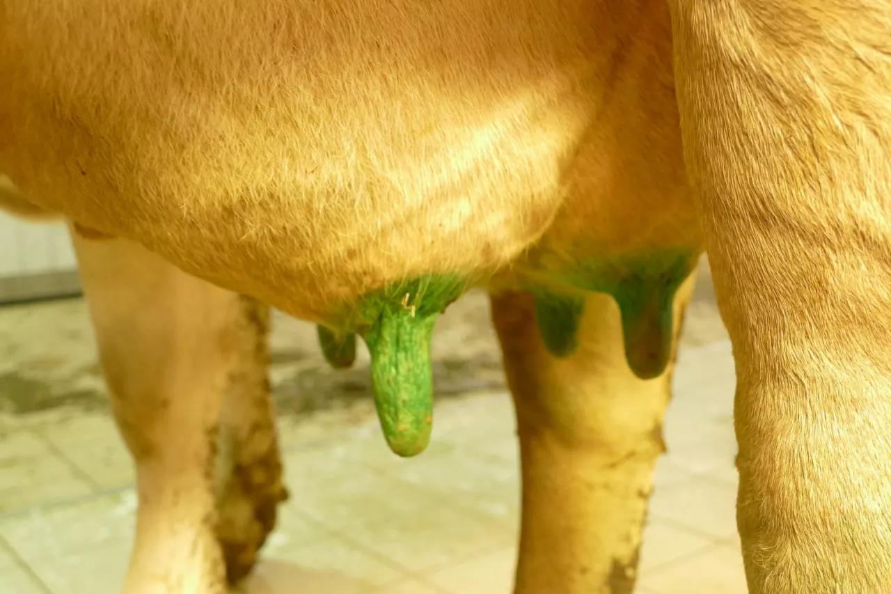  wymię krowy ze strzykami z naniesionym płynem dezynfekcyjnym