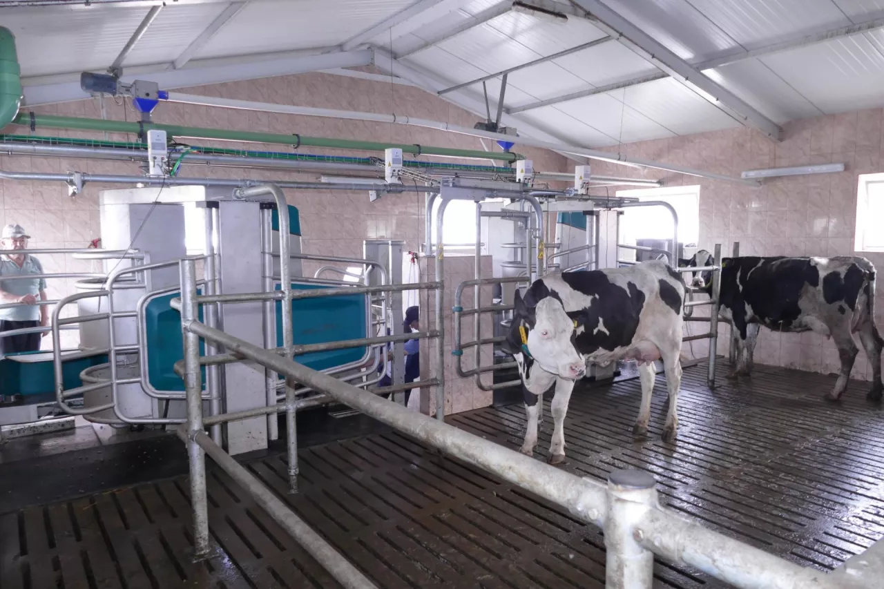 robot udojowy firmy GEA