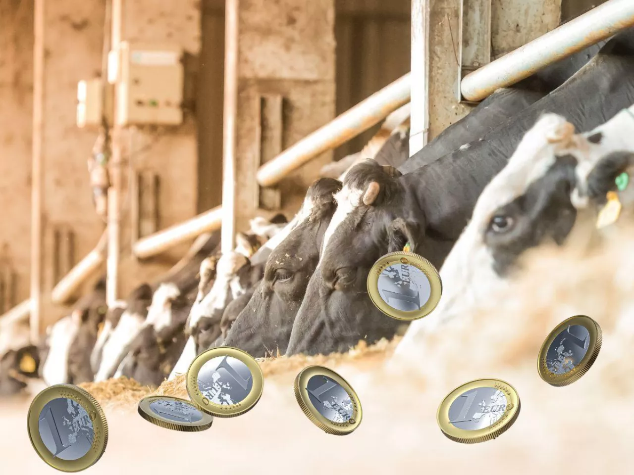 Nowy kryzys uderzy w mleko? Rolnicy muszą się przygotować