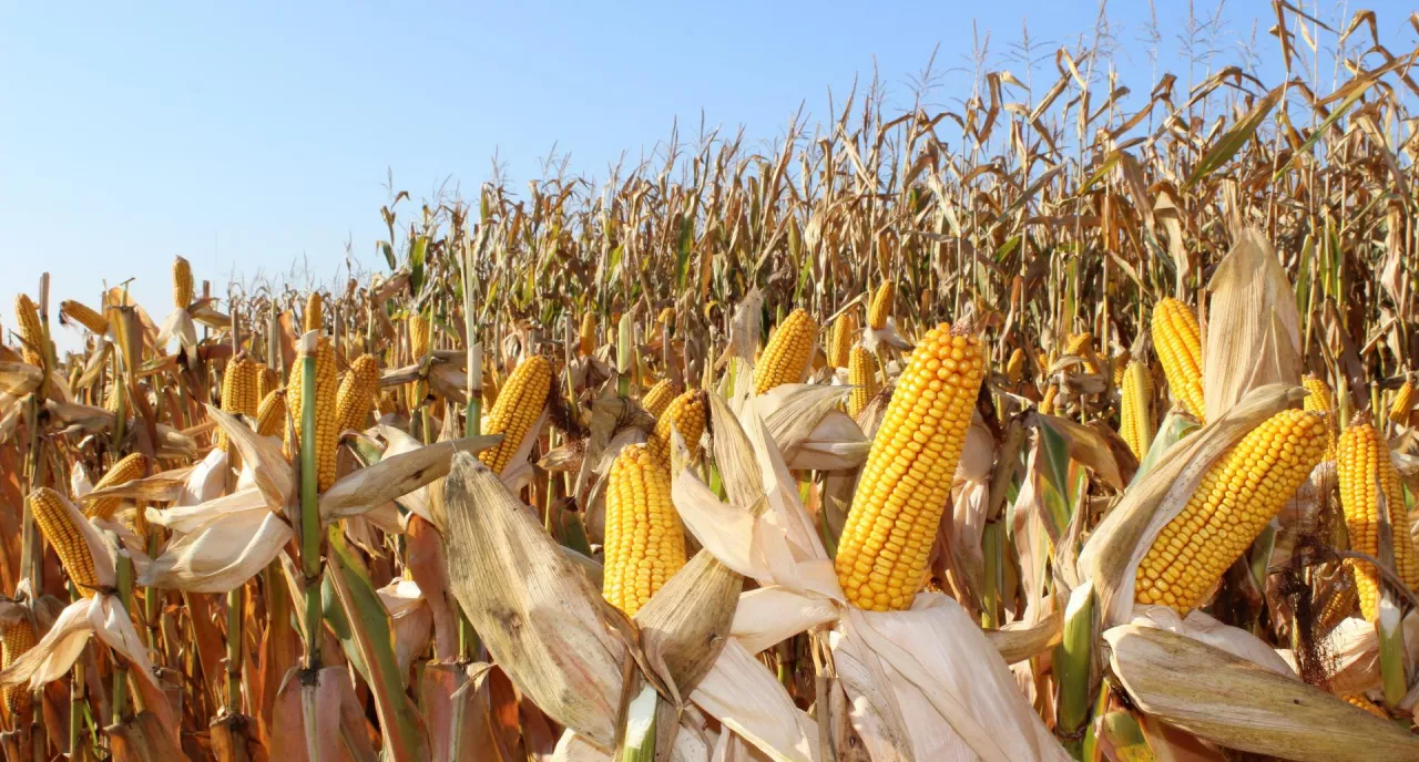 NGT, rośliny NGT, uprawa roślin, kukurydza