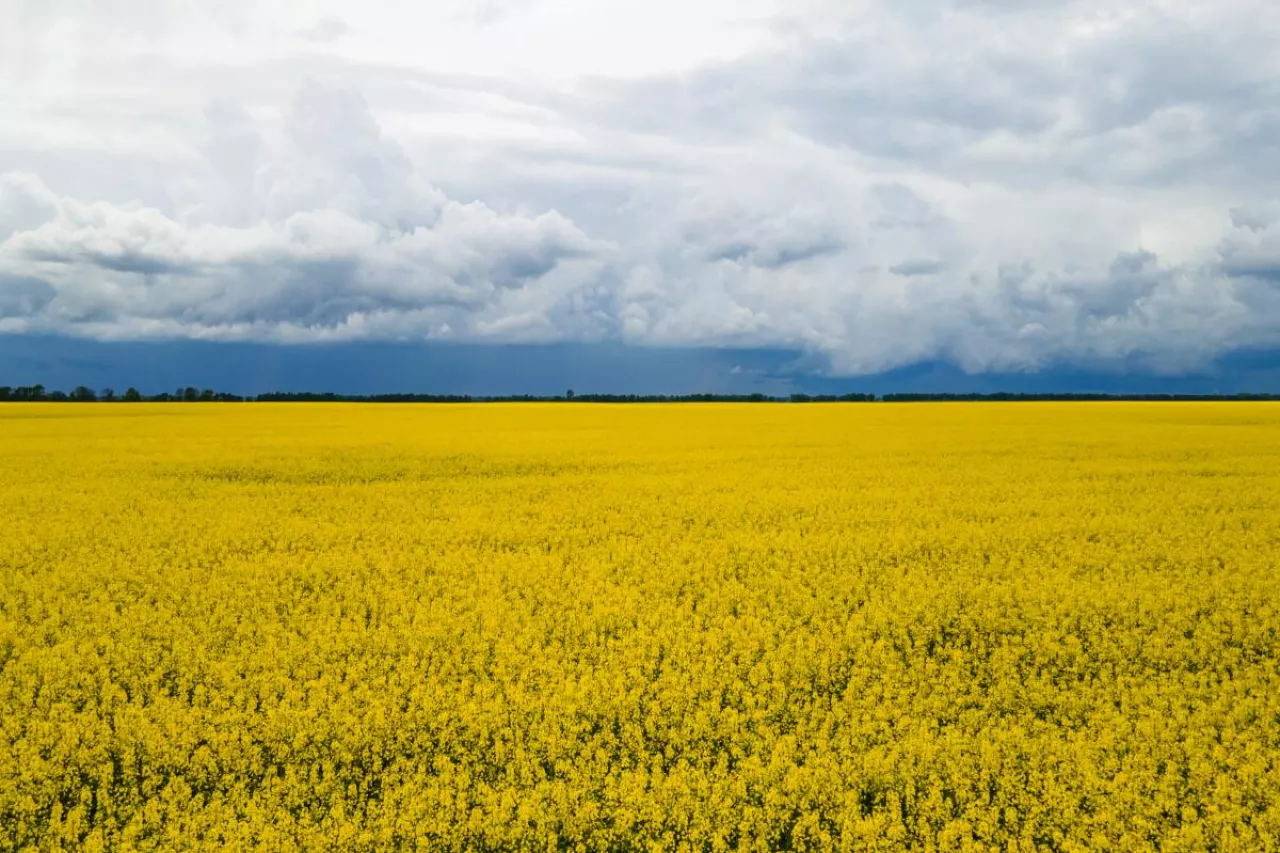 Pole rzepaku na Ukrainie