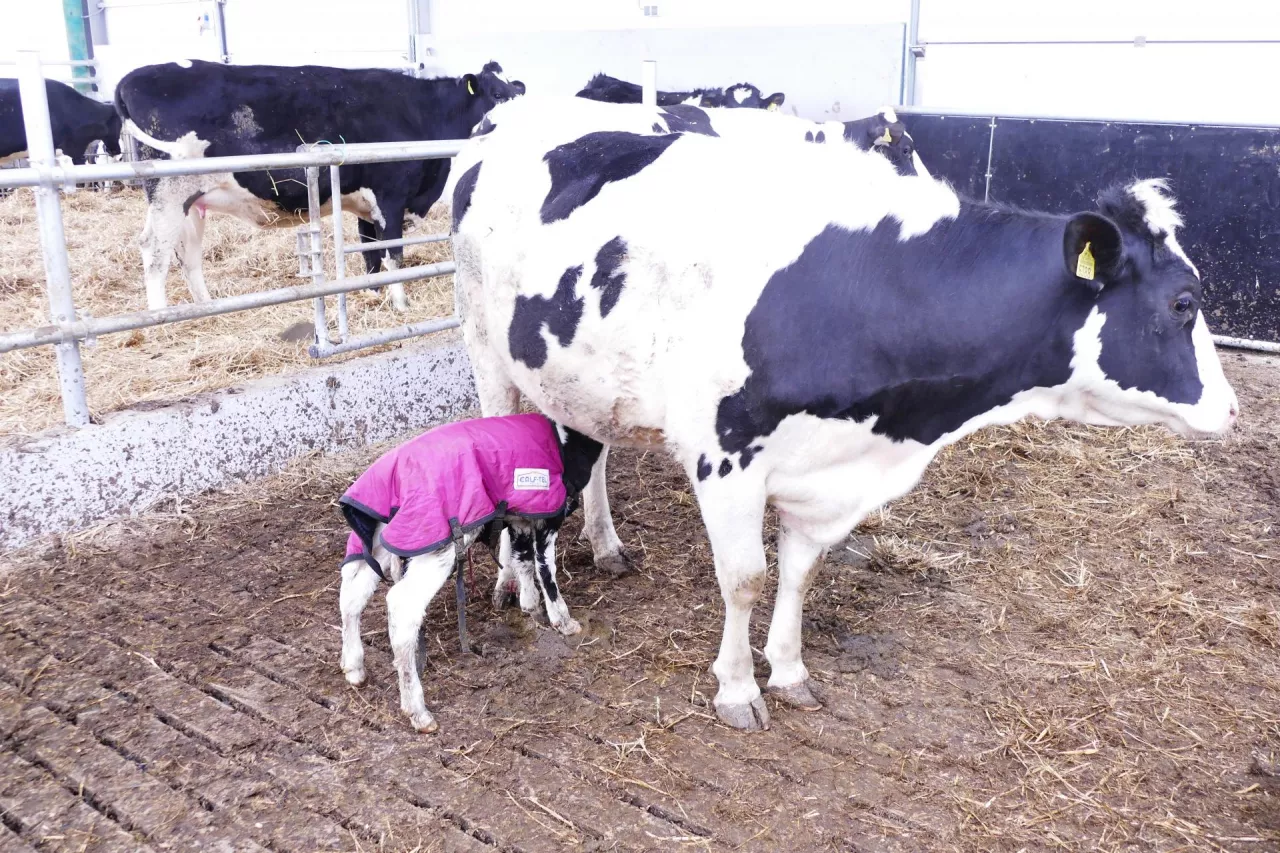 krowa z cielęciem ubranym w pled ogrzewający na porodówce