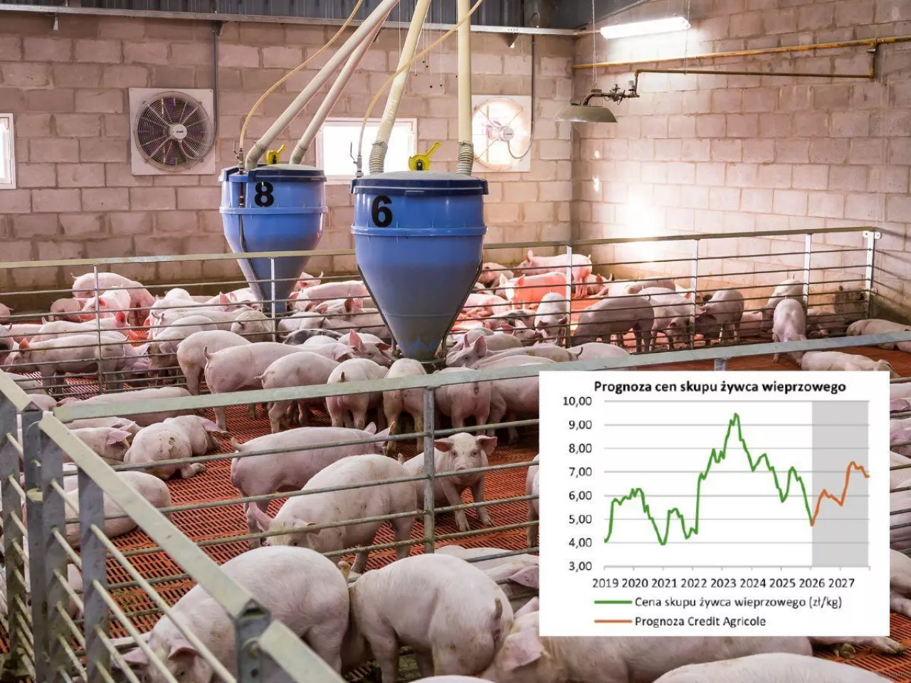 Jakie będą ceny świń do końca 2026 roku? Najnowsza prognoza