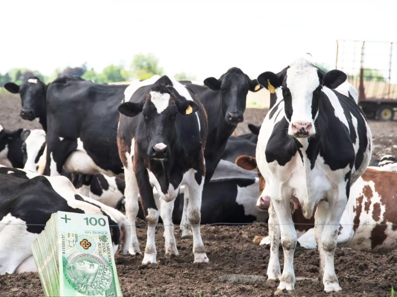 Rynek mleczarski urośnie o 50%? Takich liczb dawno nie było