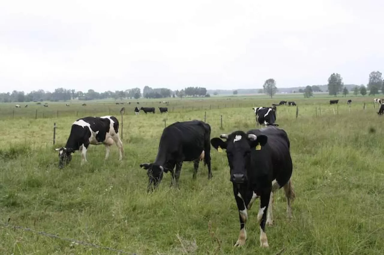 Krowy rasy HF na wypasie na naturalnym pastwisku. Typowy krajobraz gospodarstw mlecznych w Europie.