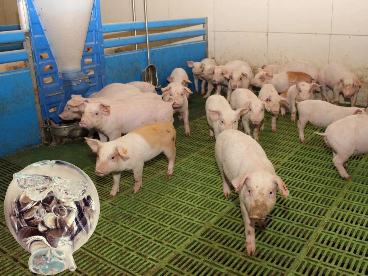 Ceny prosiąt na koniec maja 2025