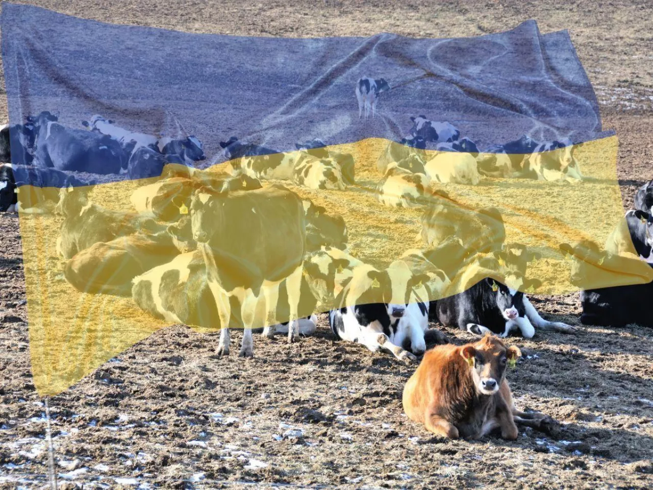 Zyski mleczarstwa dwa razy wyższe mimo wojny. Ukraina przyspiesza