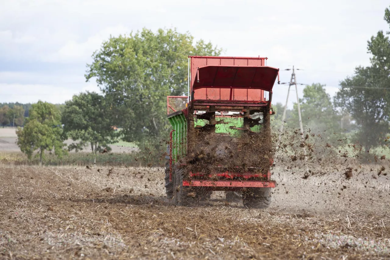 rozrzucanie obornika