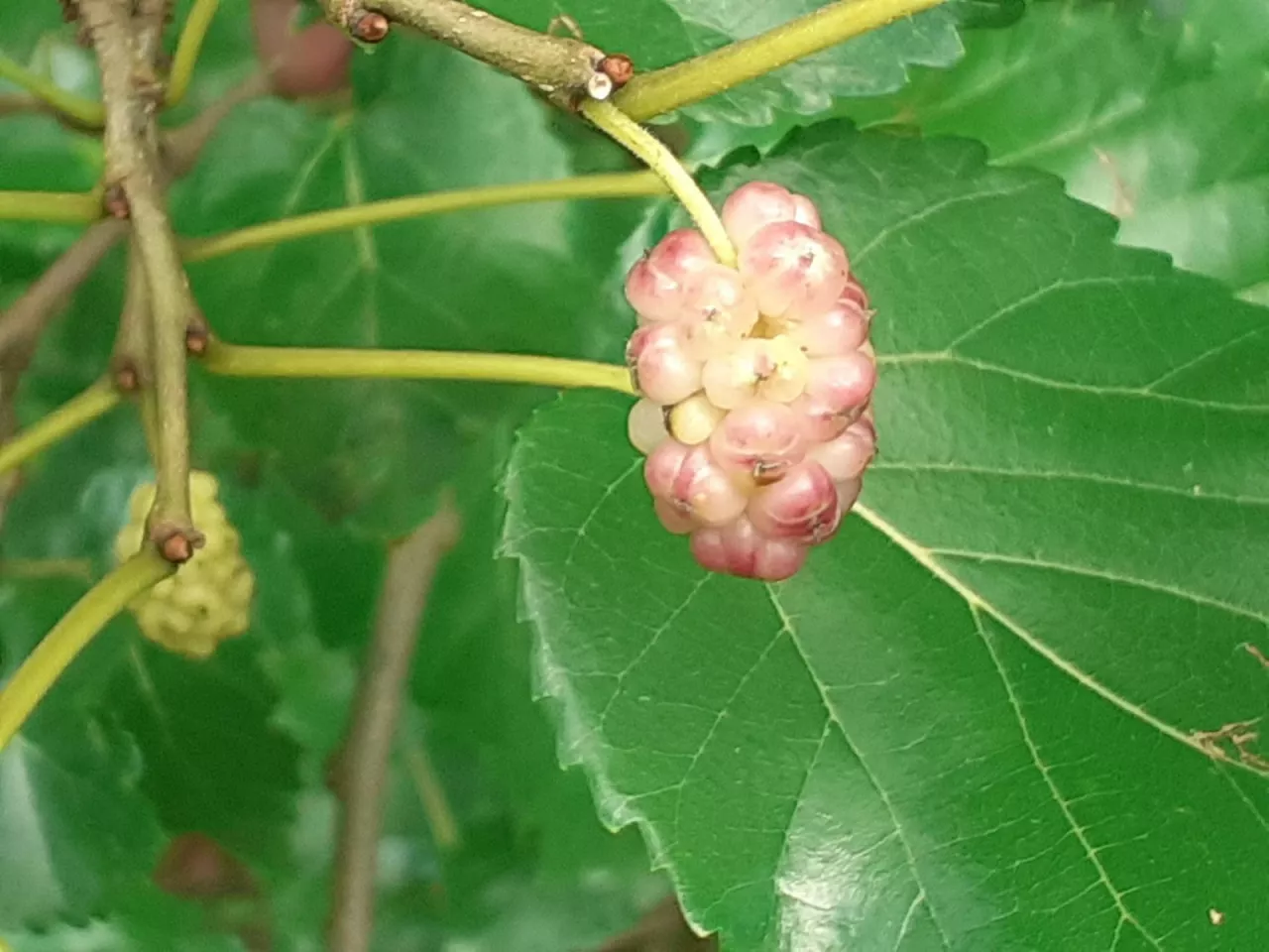 Owoc morwy składa się z wielu drobnych owoców właściwych – niełupek otoczonych mięsistym i słodkim miąższem