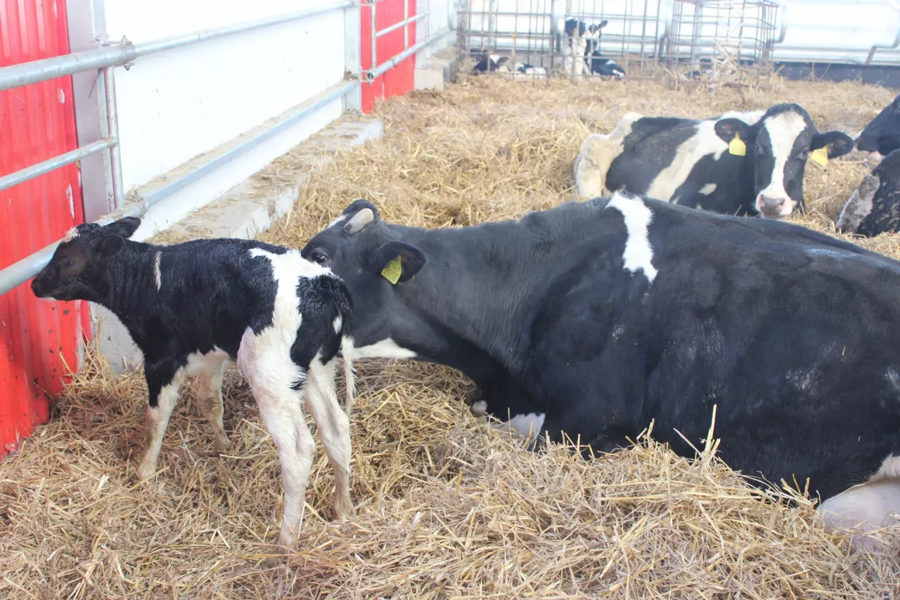 Nowoczesny odchów cieląt to nie oszczędzanie na mleku, lecz inwestycja w zdrowie, wzrost i przyszłą produktywność 
